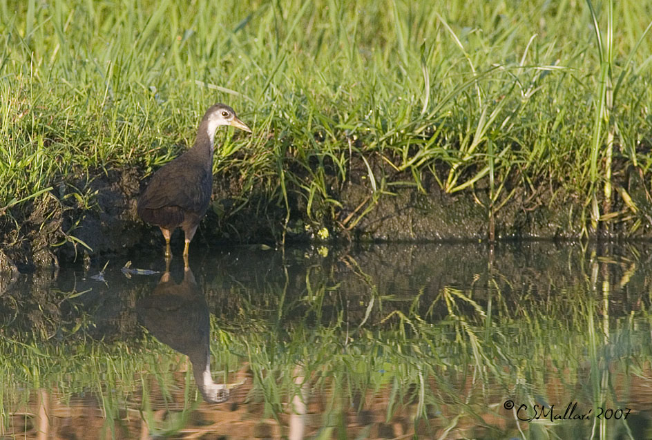 White Breasted Waterhen