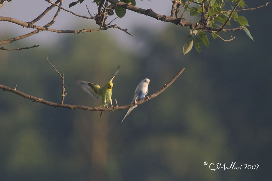 English Budgies