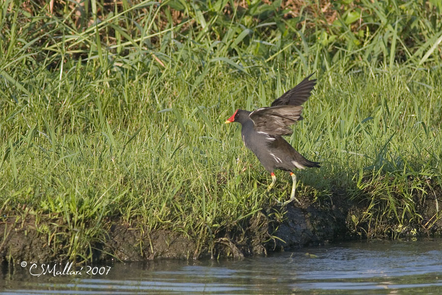 Common Moorhen