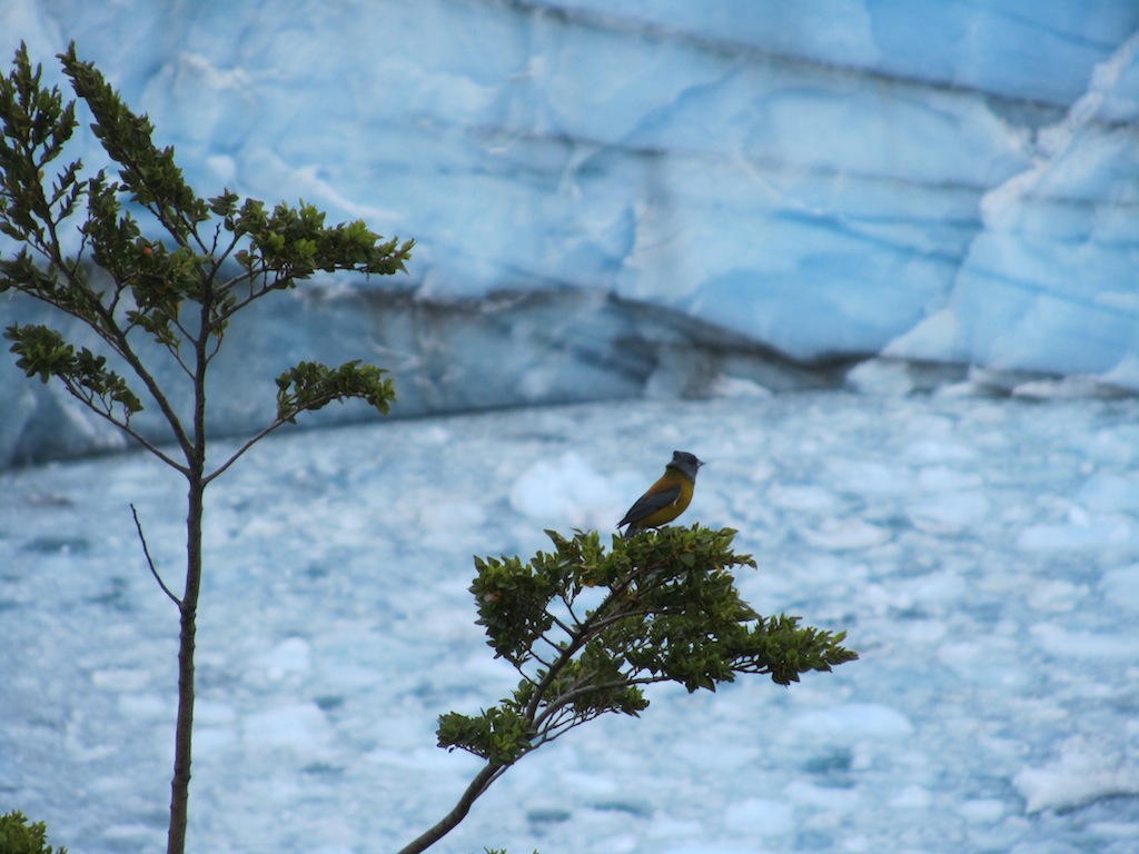 a Patagonian sierra finch