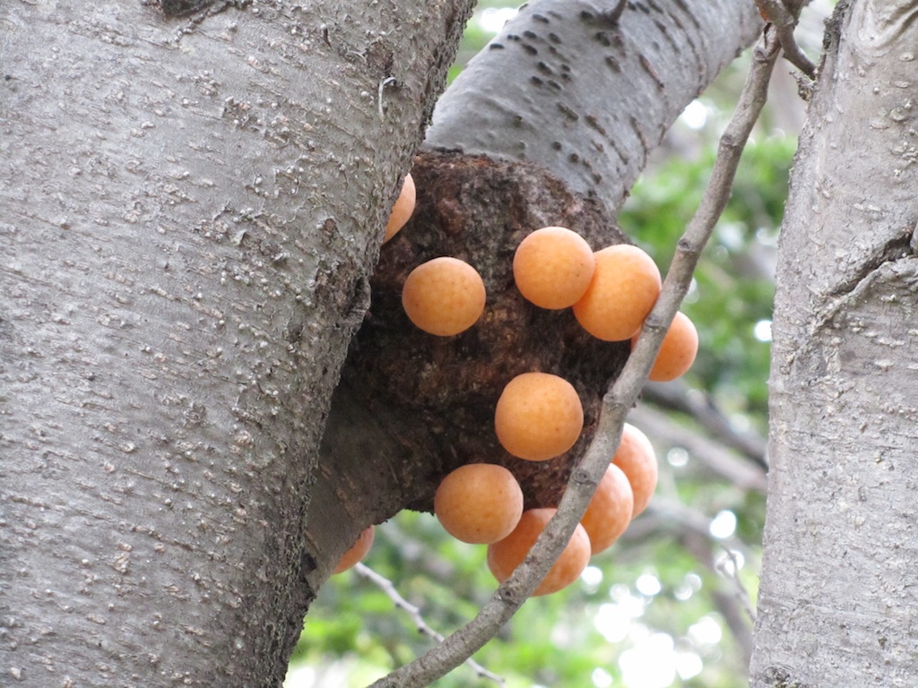 Indian bread fungus