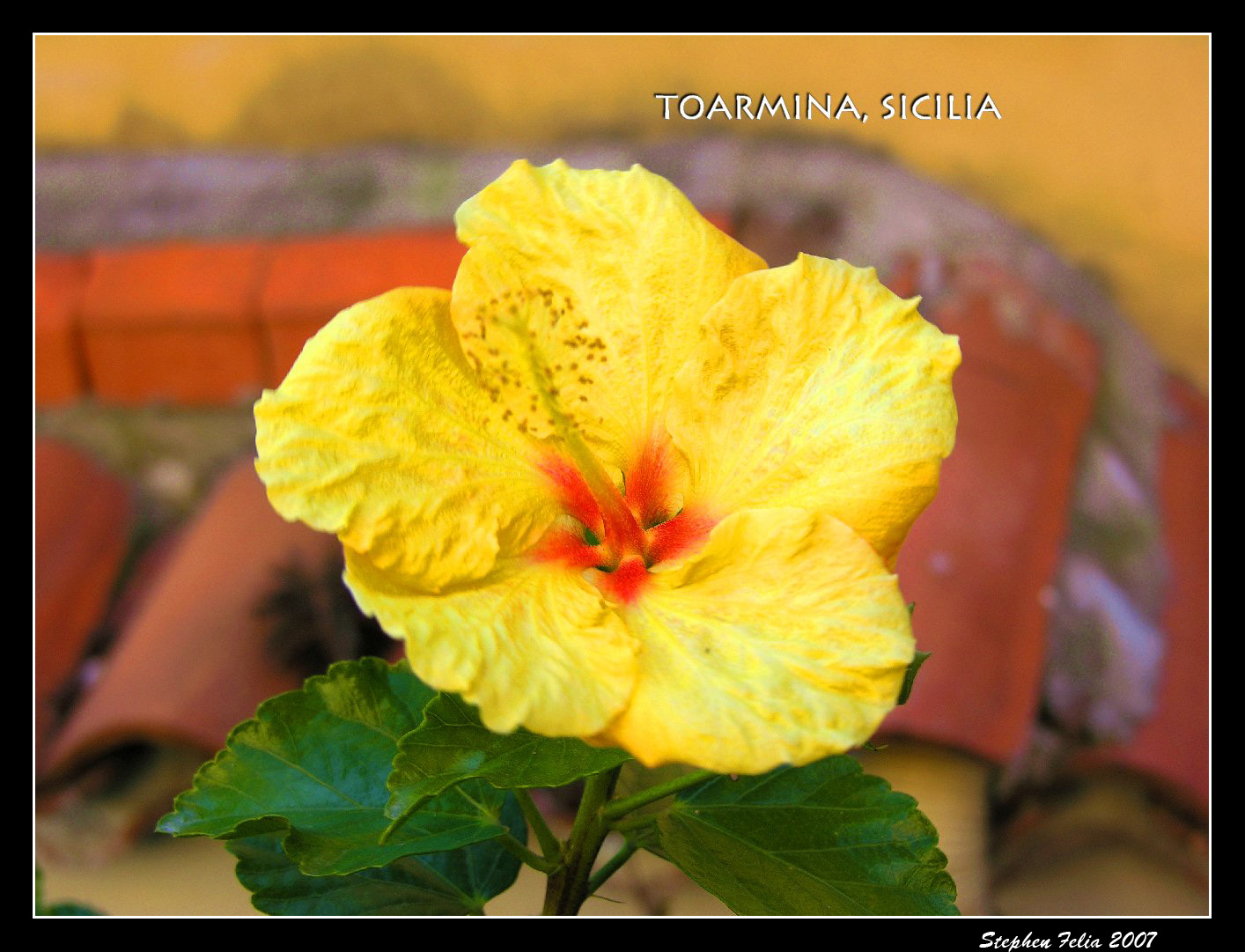 Hibiscus.jpg