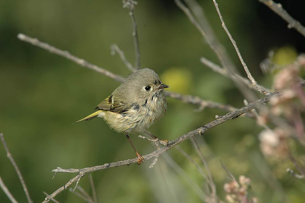 Ruby-crowned Kinglet 2