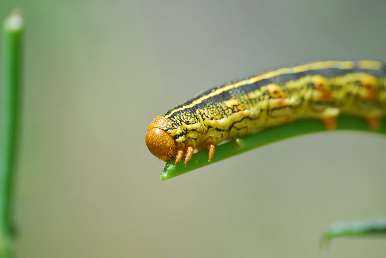 White-lined Sphinx Moth Caterpillar