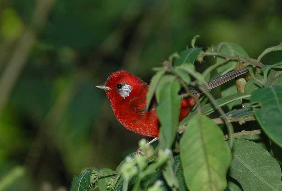 Red Warbler