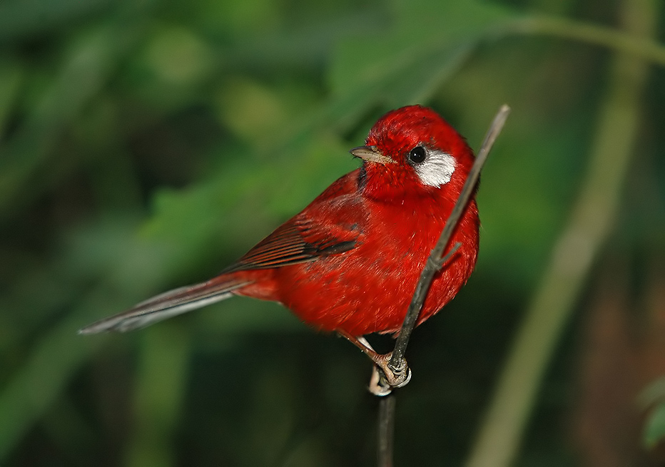 Red Warbler 2