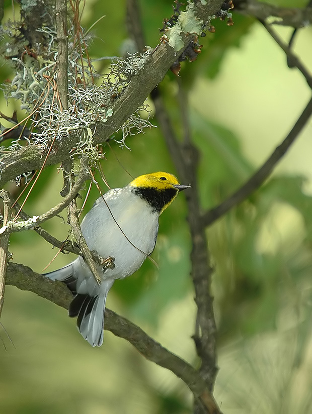 Hermit Warbler
