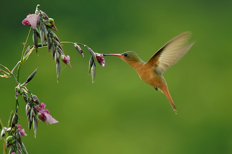 Cinnamon Hummingbird