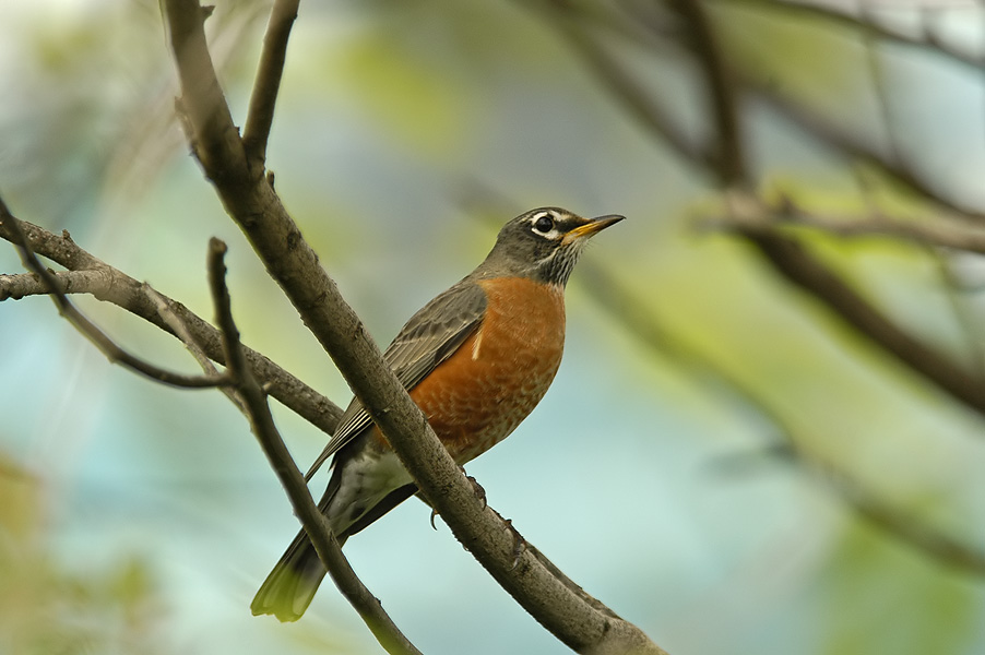 American Robin 2