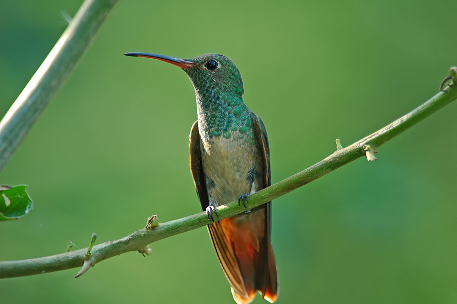 Buff-bellied Hummingbird