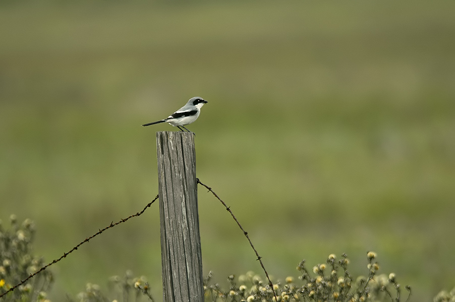 Loggerhead Shrike