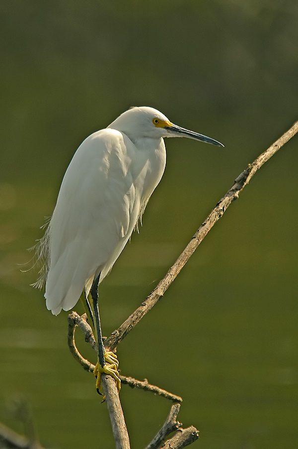 Snowy Egret