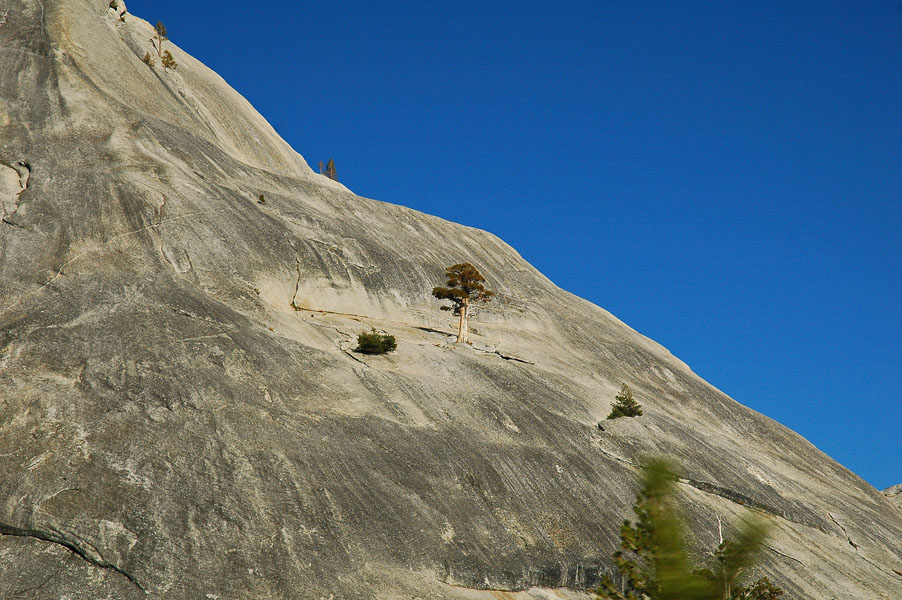 Bristlecone Pine