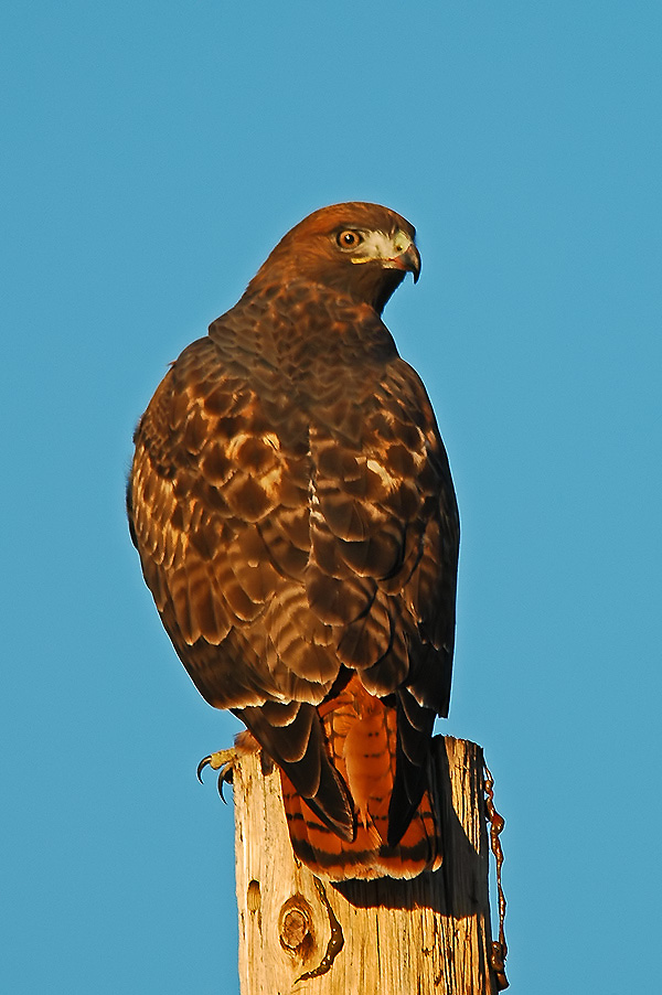 Intermediate Morph Red-tailed Hawk 4