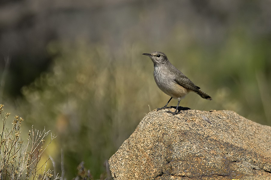 Rock Wren 2