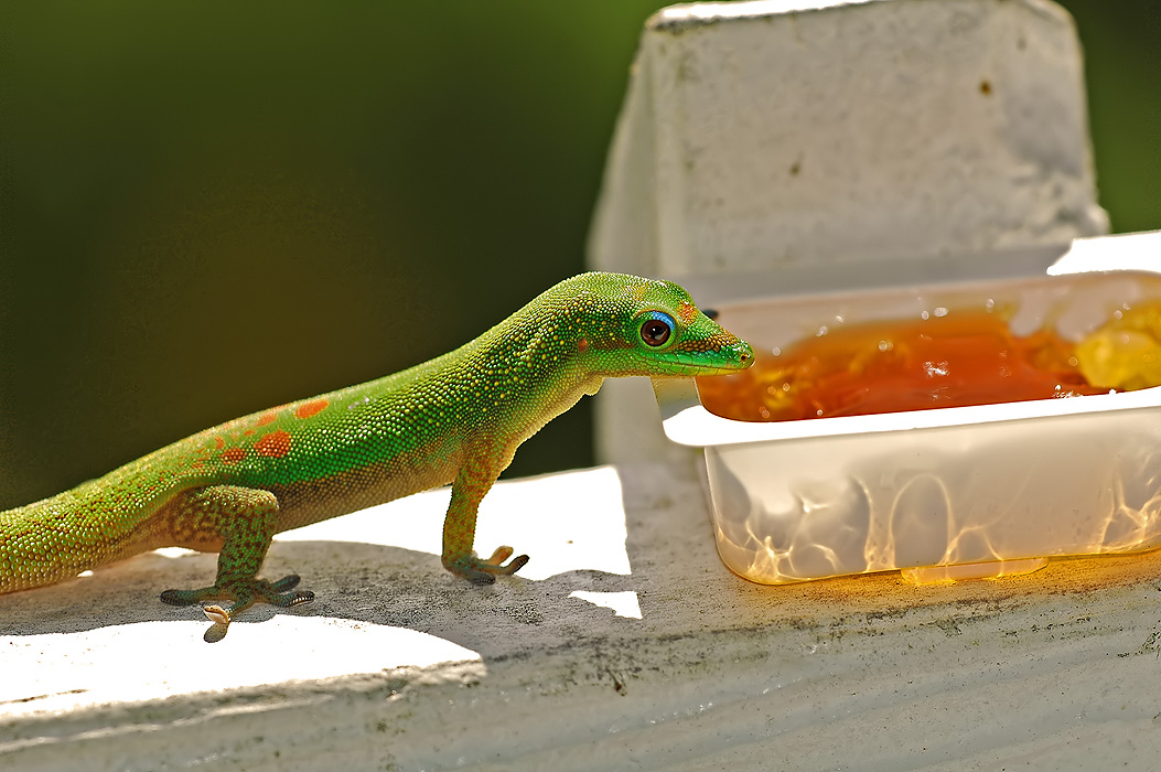Gold Dust Day Gecko at Jelly