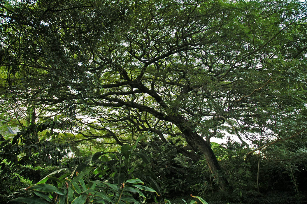 Monkeypod Tree, Ohai