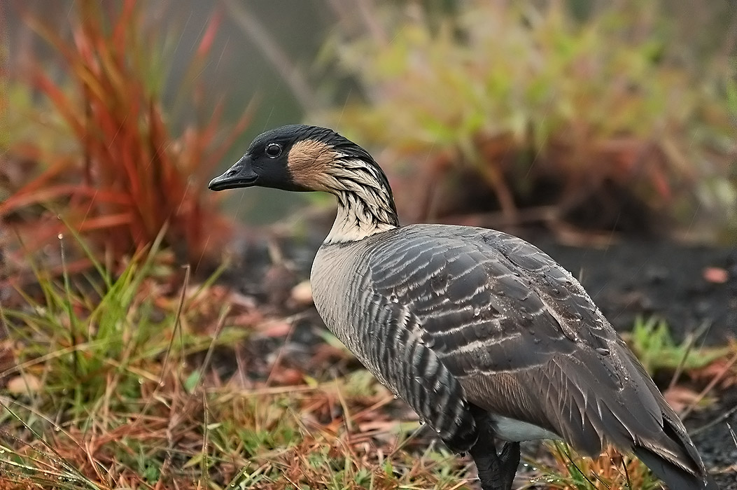 Nene in Rain