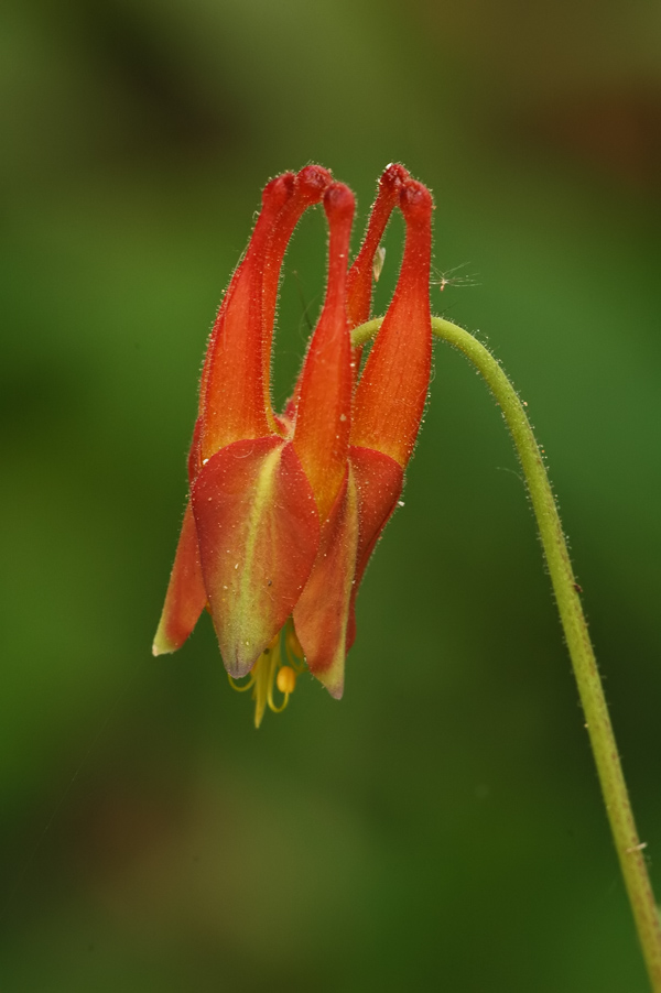 Arizona Columbine 2