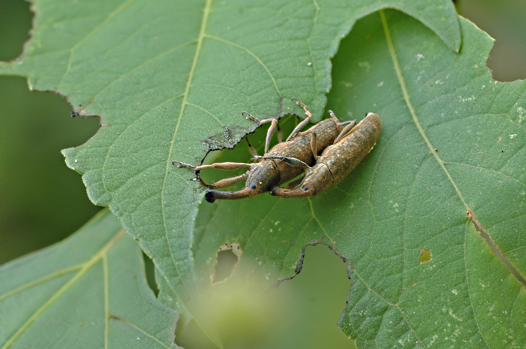 Mating Weevils