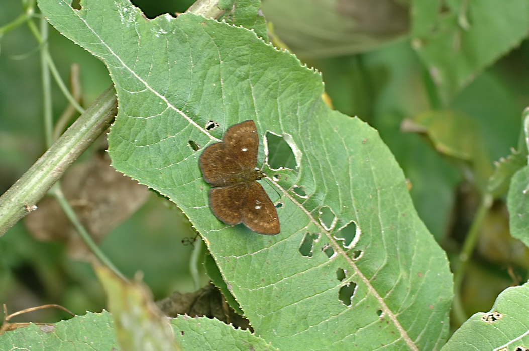 Unknown species
