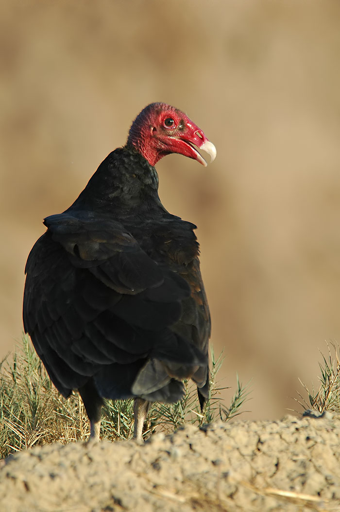 Turkey Vulture 2