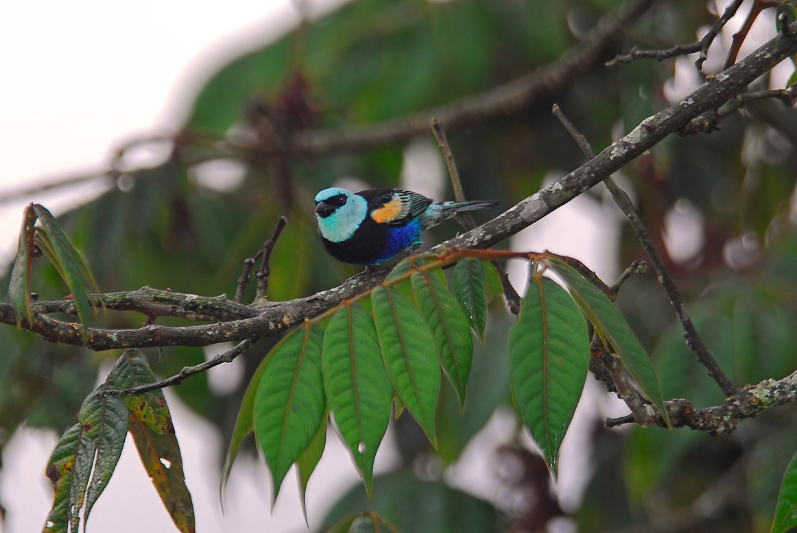 Blue-necked Tanager