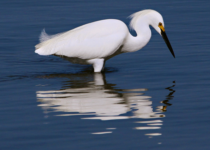 Snowy Egret