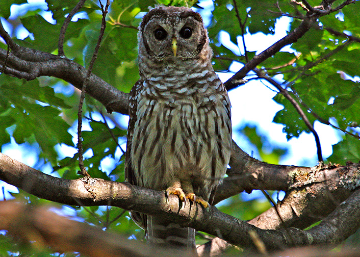Chouette raye  /  Barred Owl