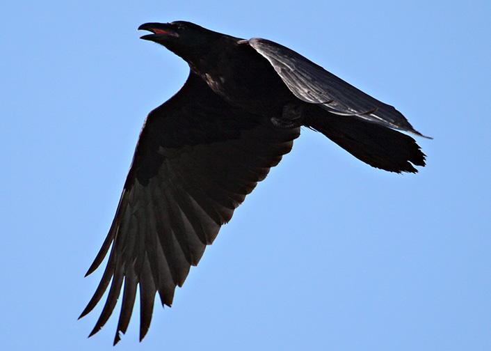 Corneille dAmrique  /  American Crow