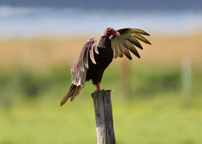 Urubu  tte rouge / Turkey Vulture