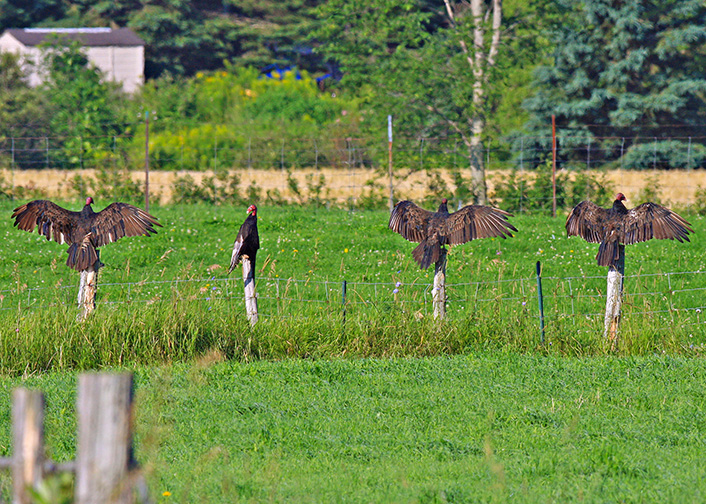 Urubus  tte rouge / Turkey Vultures