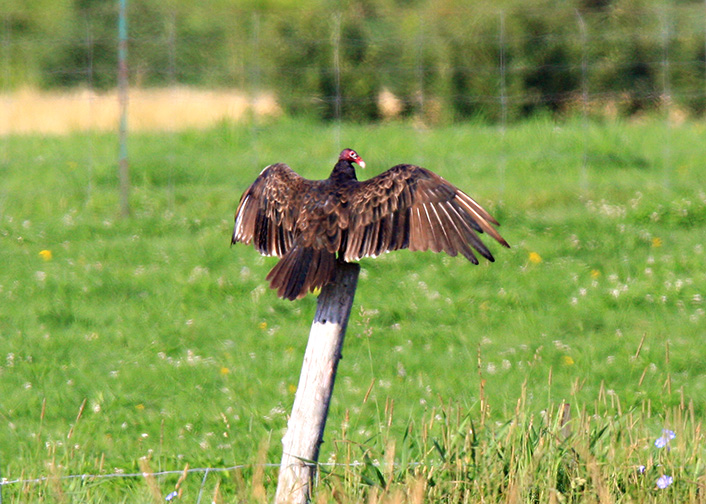 Urubu  tte rouge / Turkey Vulture