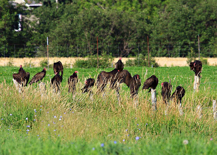 Urubus  tte rouge / Turkey Vultures