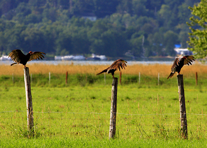 Urubus  tte rouge / Turkey Vultures
