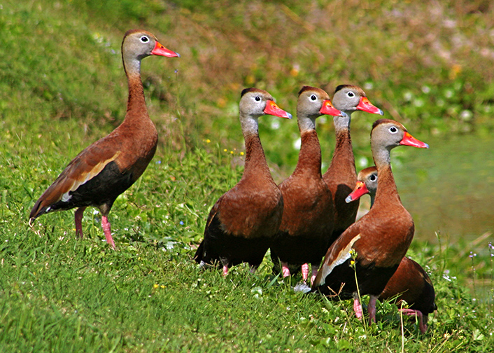 Black-bellied Whistling Ducks