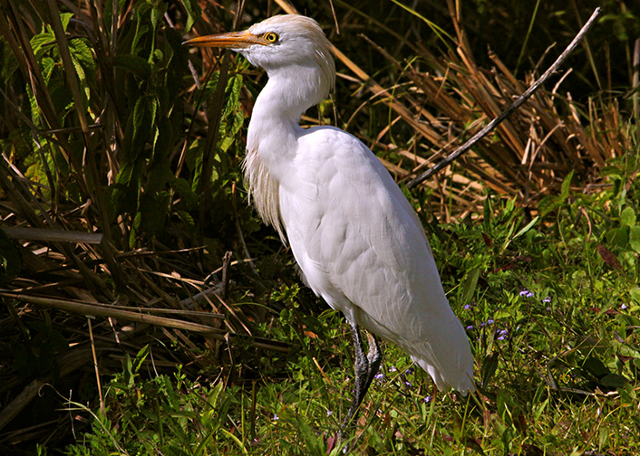 Cattle Egret