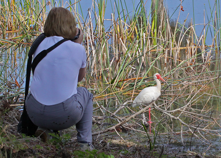 White Ibis