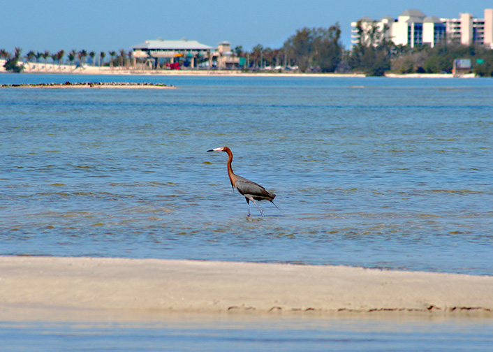 Reddish Egret