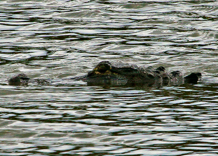 Aligator near Osprey, Florida