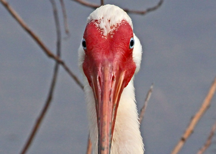 White Ibis