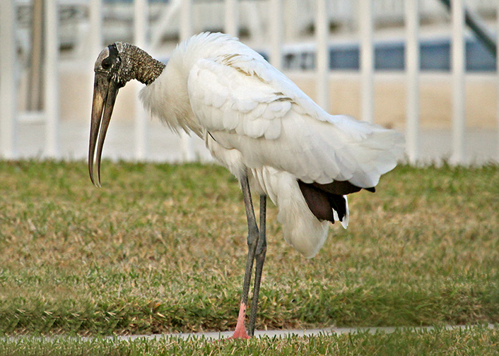 Wood Stork