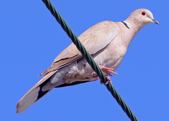 Ring-necked Dove