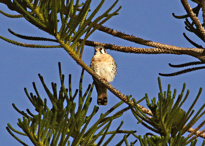 American Kestrel