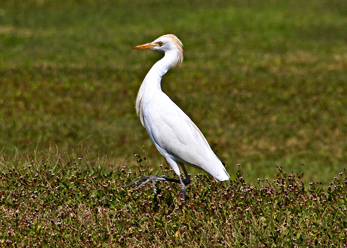 Cattle Egret