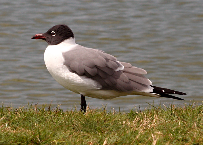 Laughing Gull