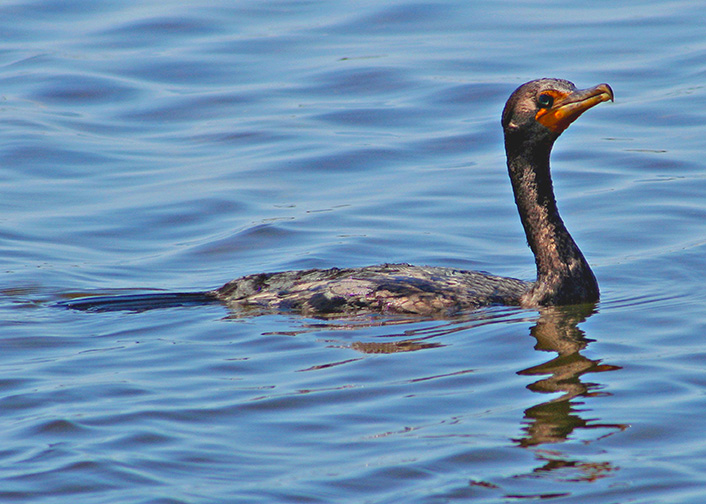 Double-crested Cormorant