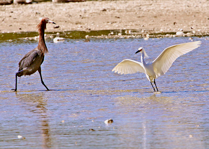 Counterattack