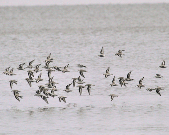 Bcasseau sanderling en vol  /  Sanderlings in Flight