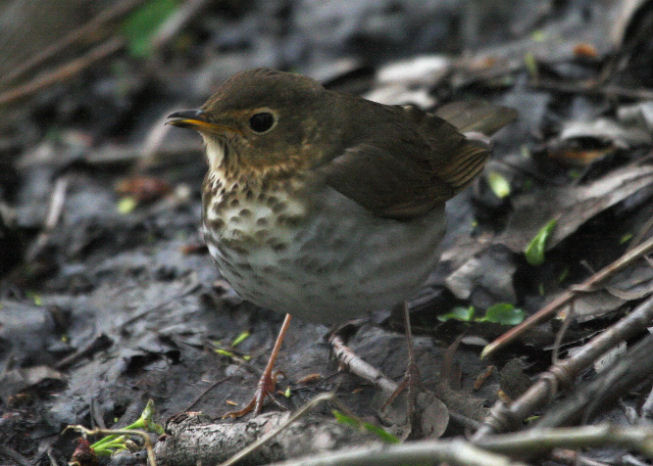 Hermit Thrush